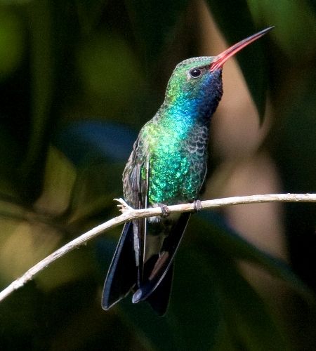 Broad-billed Hummingbird